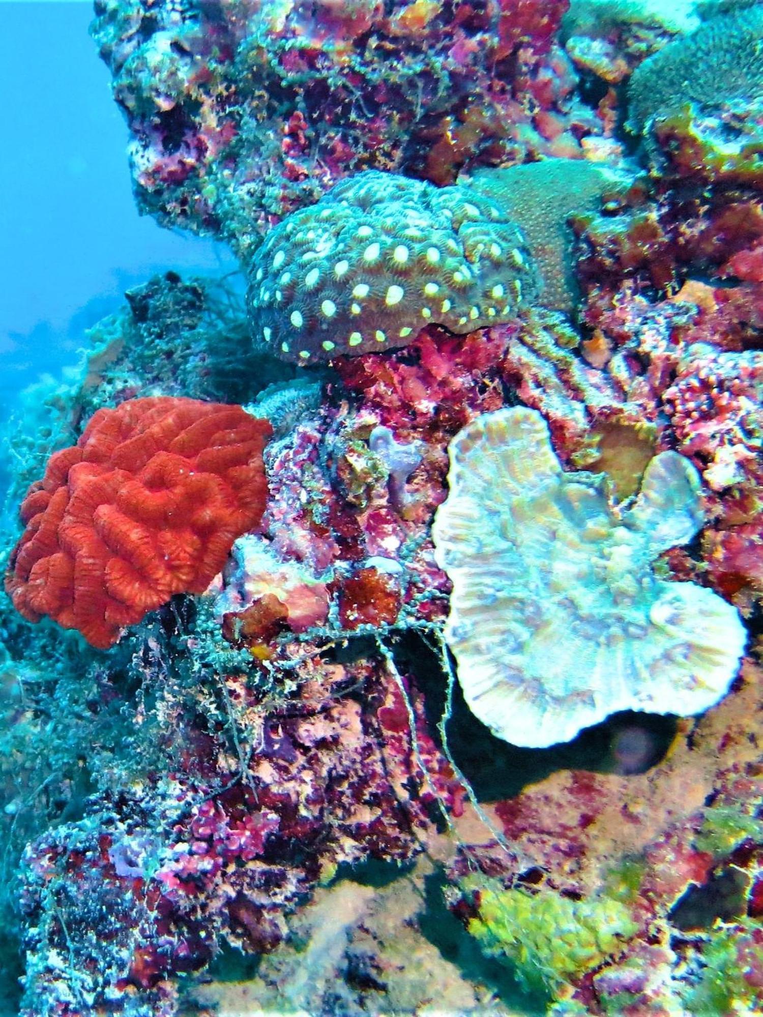 The Fulhadhoo Beach Cottage Bagian luar foto